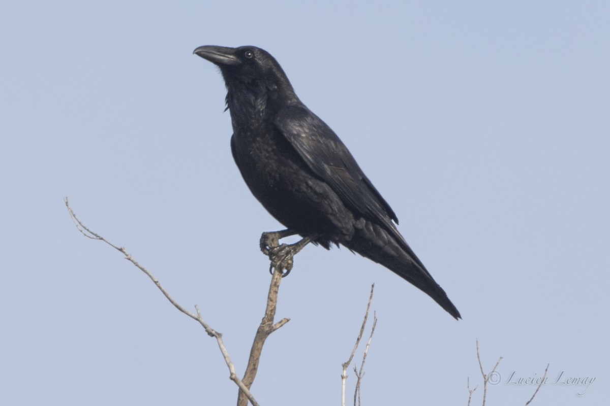 Common Raven - ML44804421