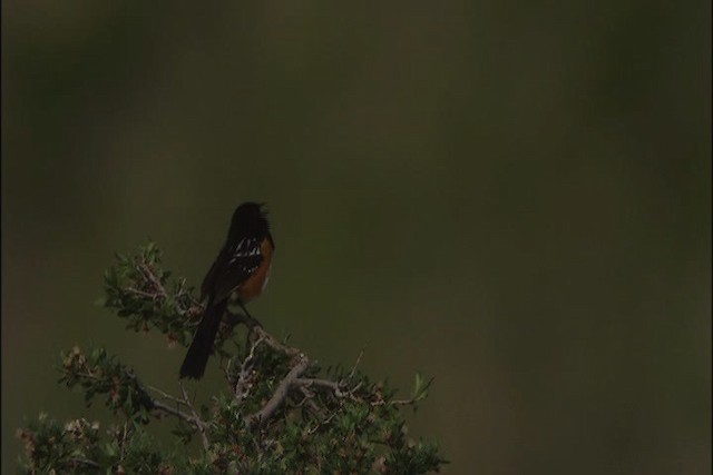 Spotted Towhee - ML448048