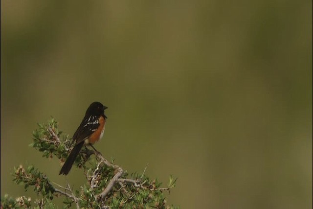 Spotted Towhee - ML448049