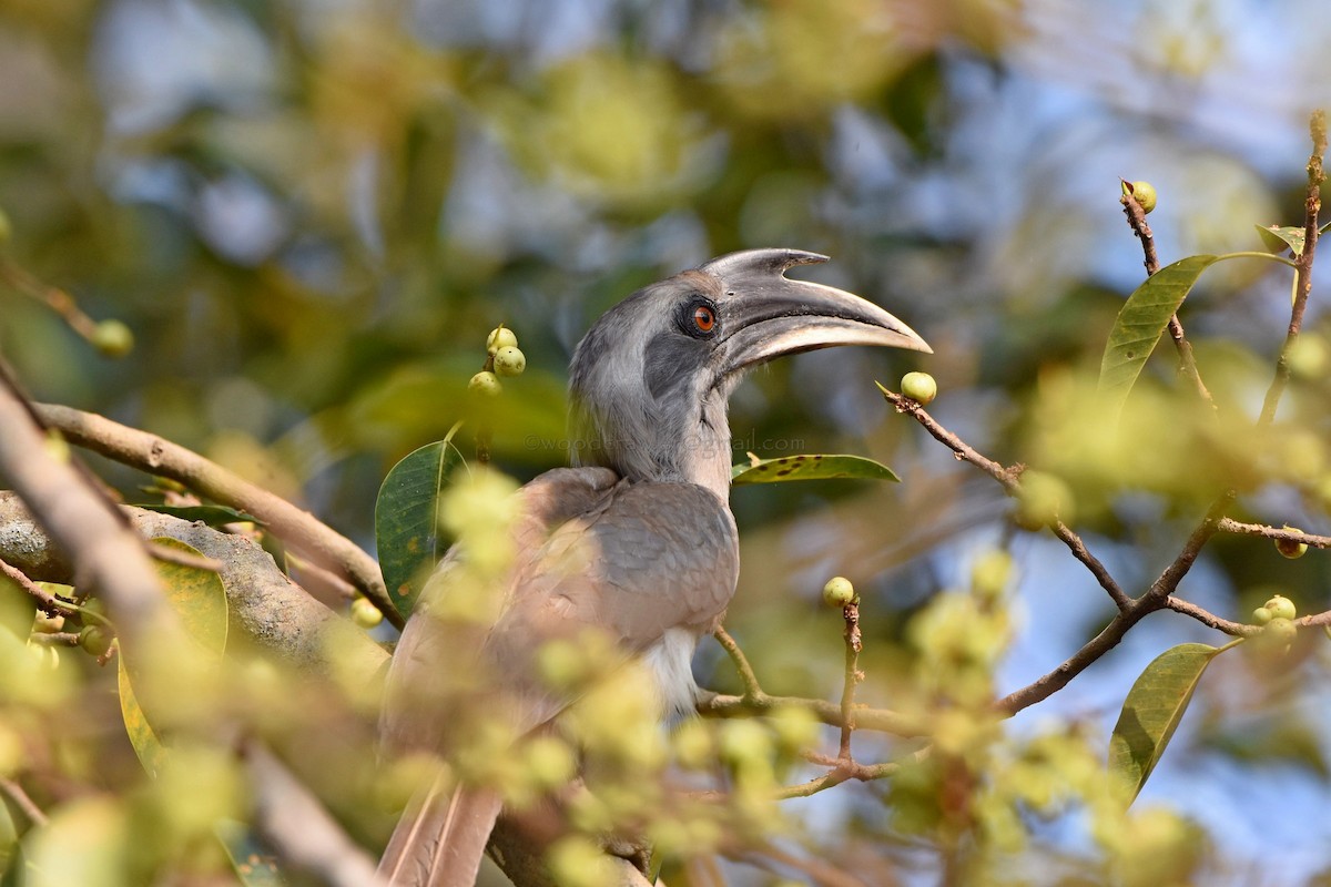 Indian Gray Hornbill - Rajesh Radhakrishnan