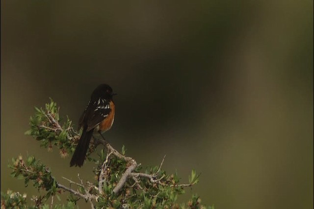 Spotted Towhee - ML448050