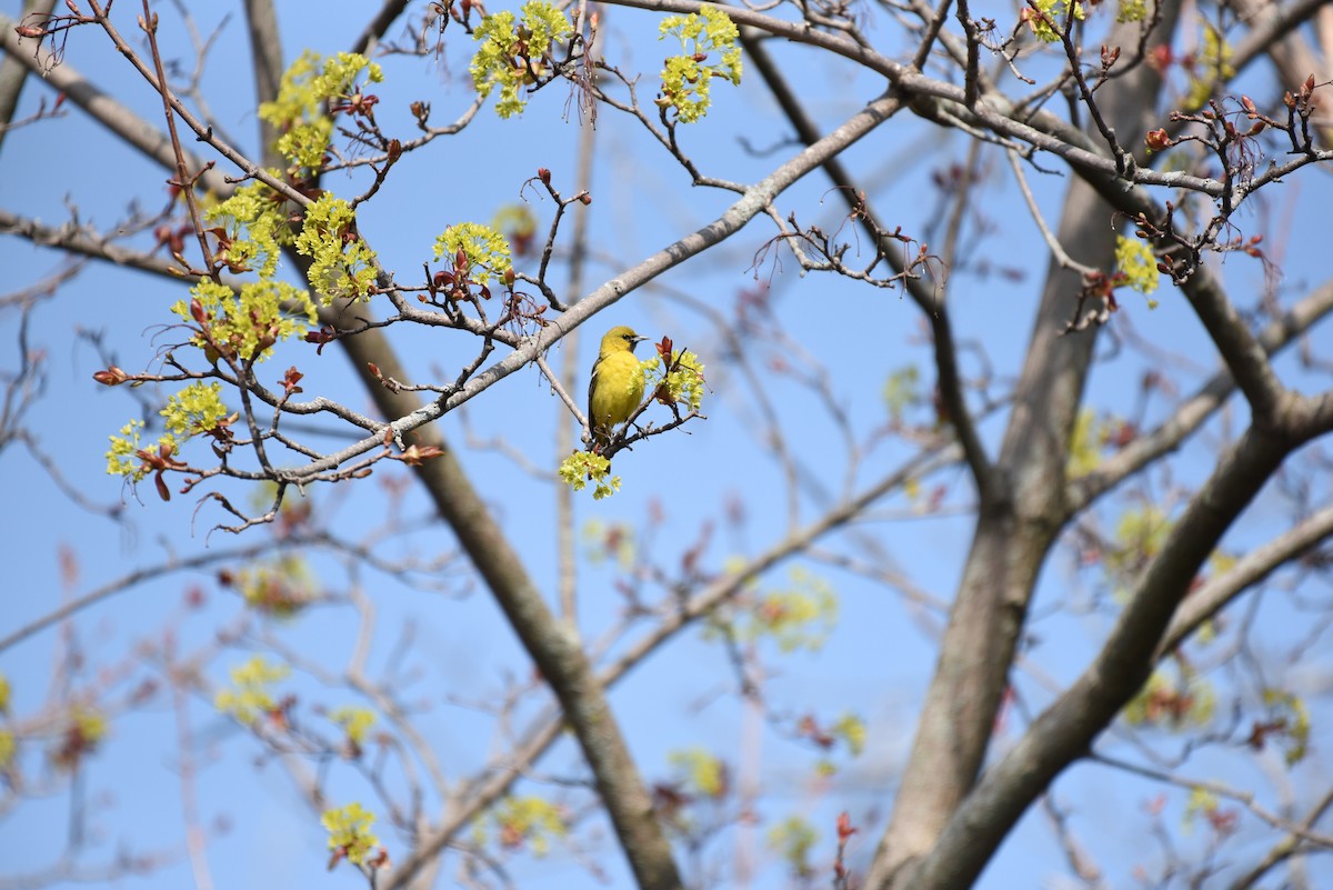 Orchard Oriole - ML448050971