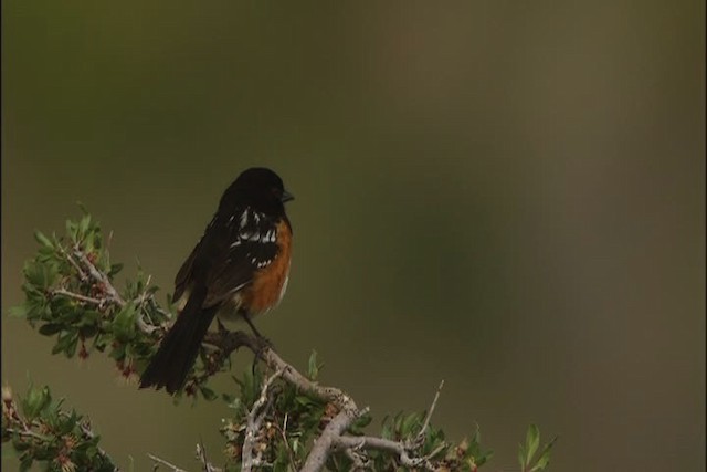 Spotted Towhee - ML448051