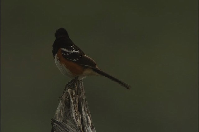 Spotted Towhee - ML448052
