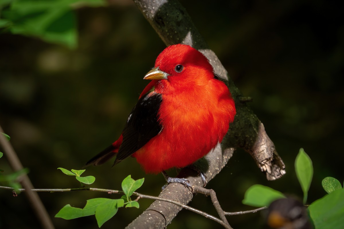 Scarlet Tanager - Alicia Ambers
