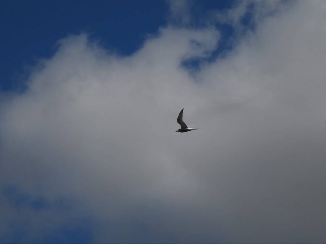 eBird Checklist - 13 May 2022 - Bantam Lake--Point Folly - 9 species