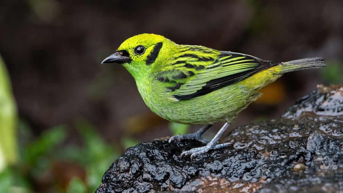 Emerald Tanager - ML448054621