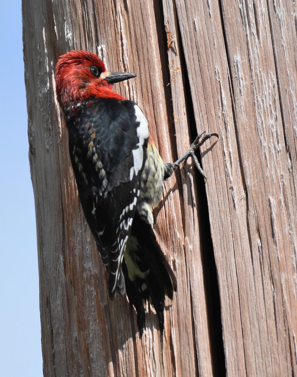 Red-breasted Sapsucker - ML448060371