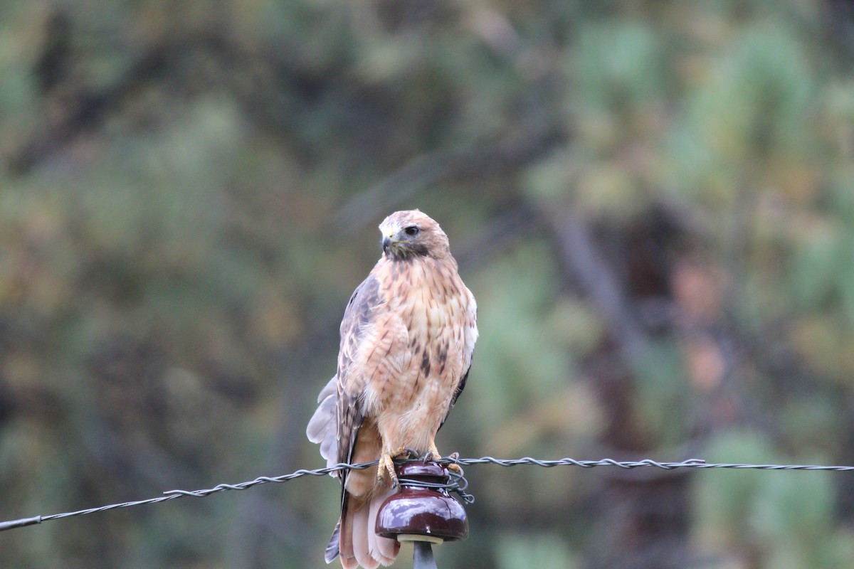 Red-tailed Hawk - ML44807421