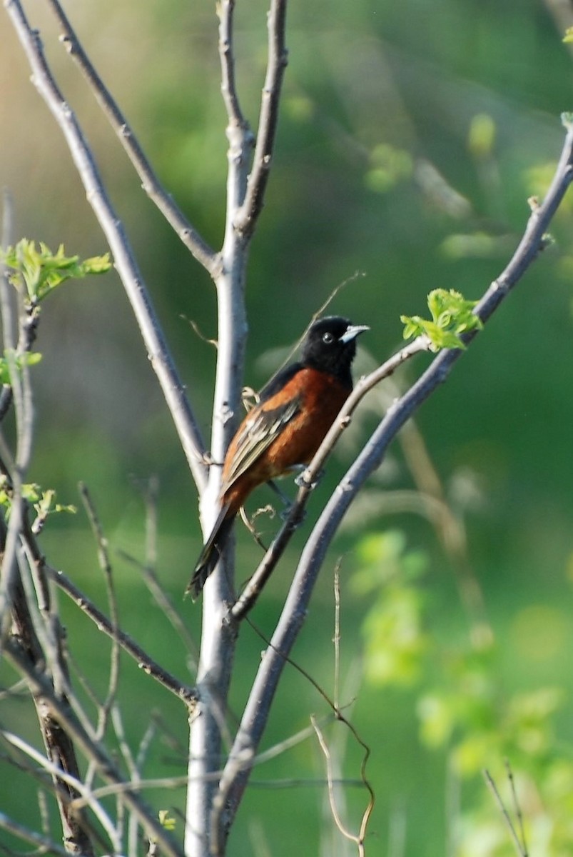 Orchard Oriole - ML448074891