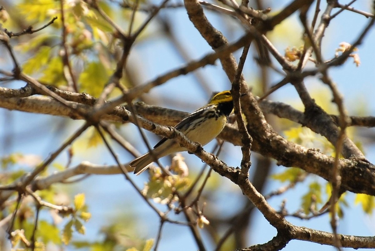 Black-throated Green Warbler - Dawn Zuengler