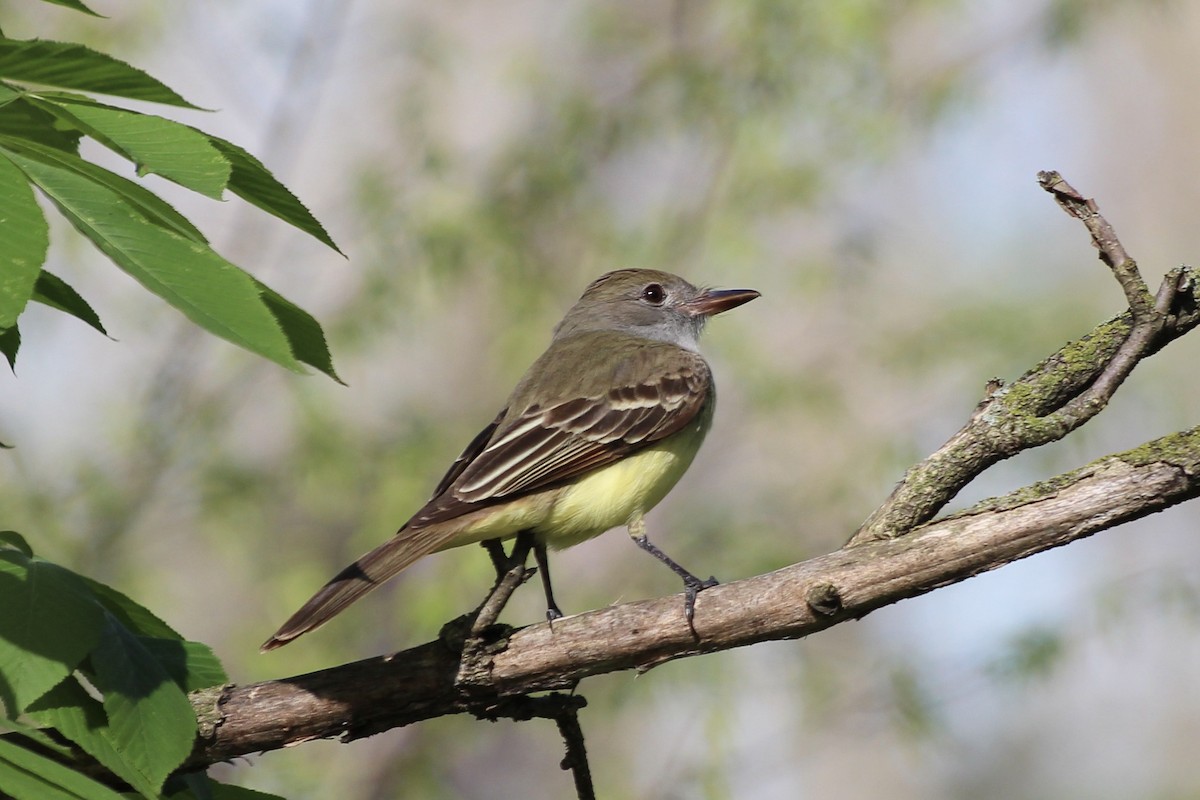 Great Crested Flycatcher - ML448079061