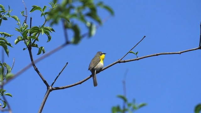 Yellow-breasted Chat - ML448081201