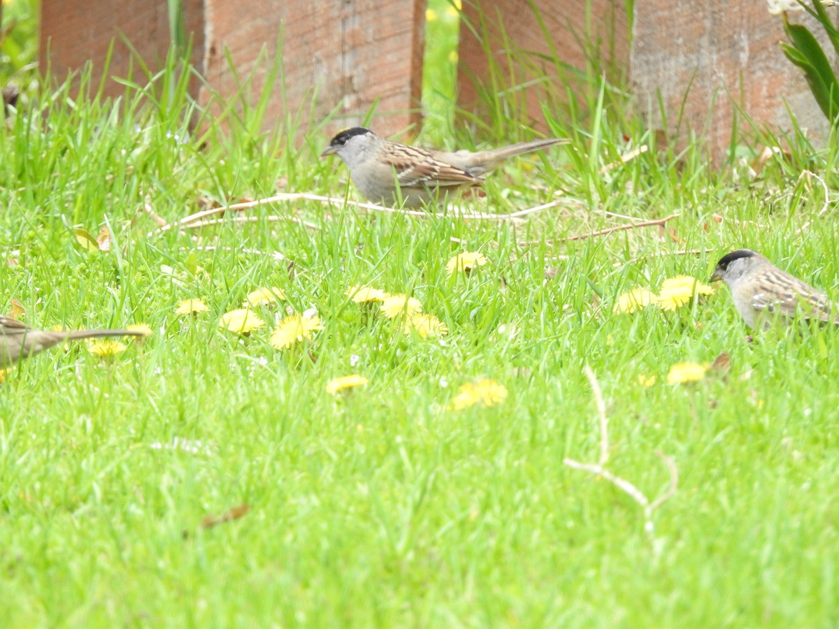 Golden-crowned Sparrow - ML448083741