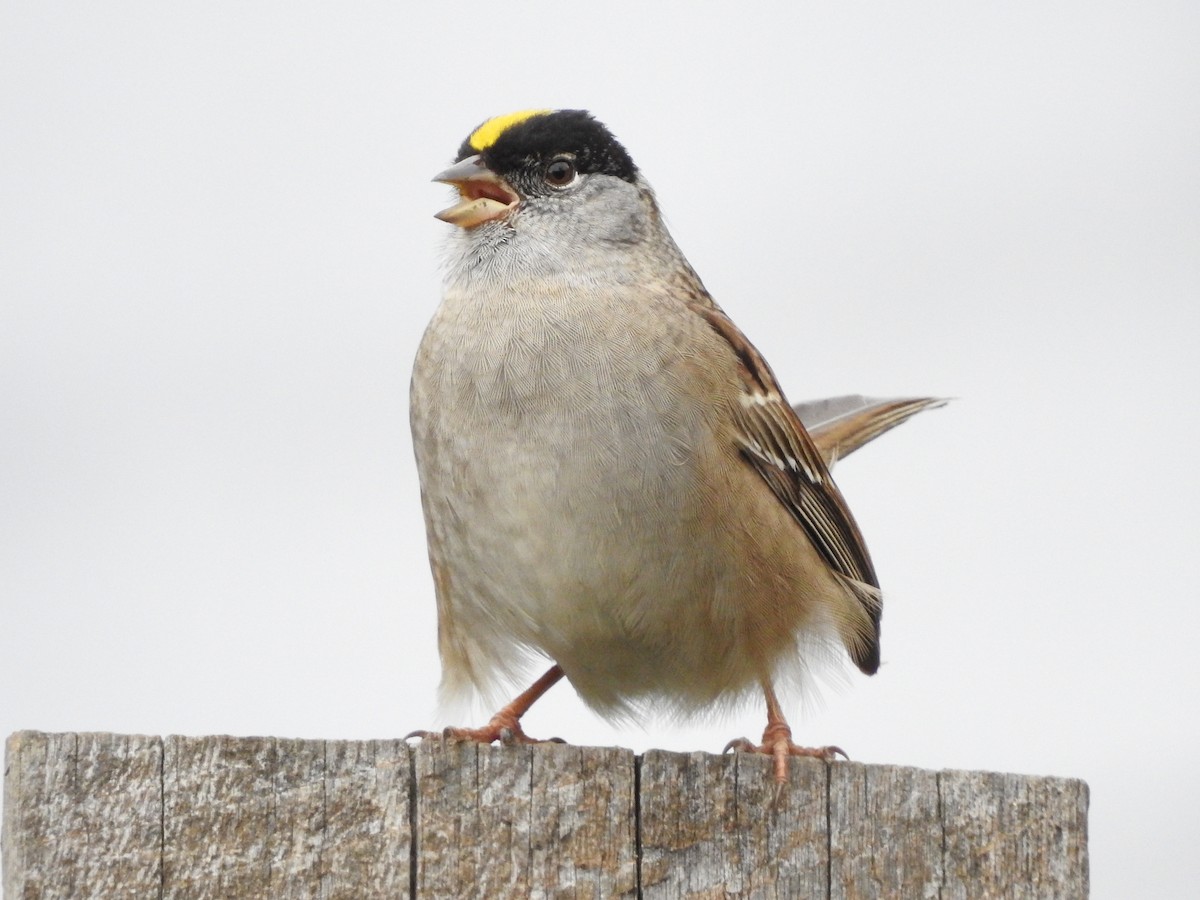 Golden-crowned Sparrow - ML448083781