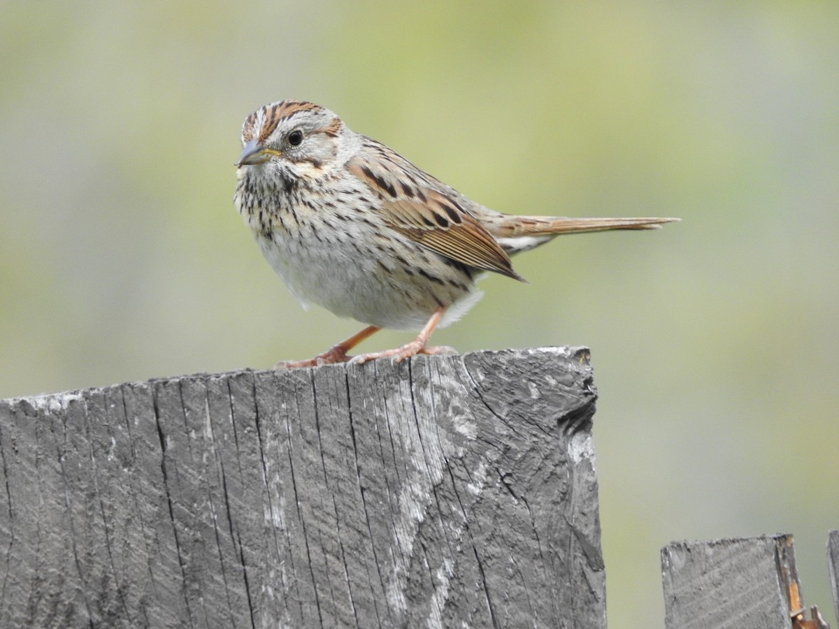 Lincoln's Sparrow - Darlene Cancelliere