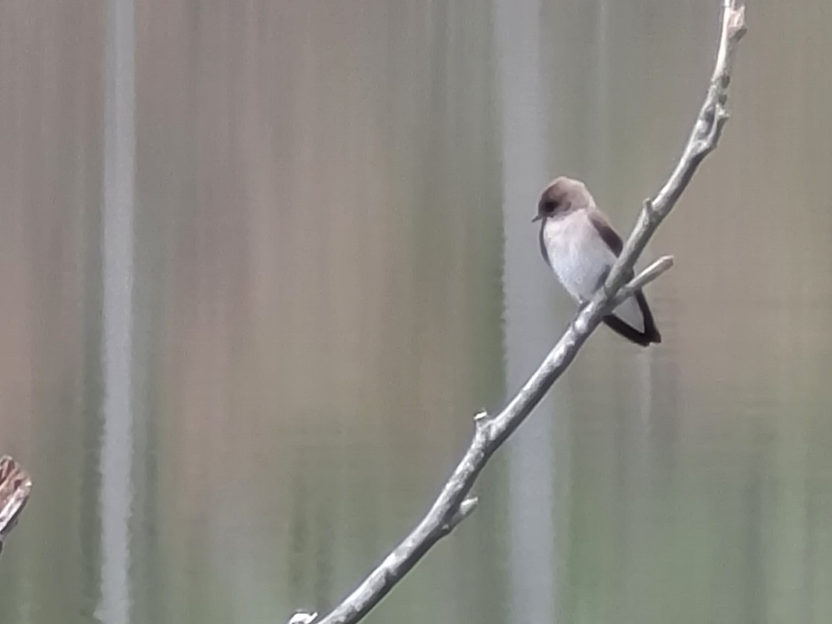 Northern Rough-winged Swallow - ML448086521