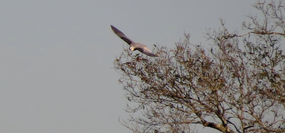 White-tailed Kite - John  Mariani