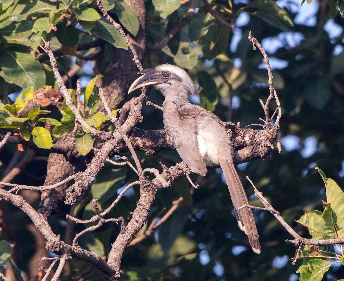 Indian Gray Hornbill - Rhys Marsh
