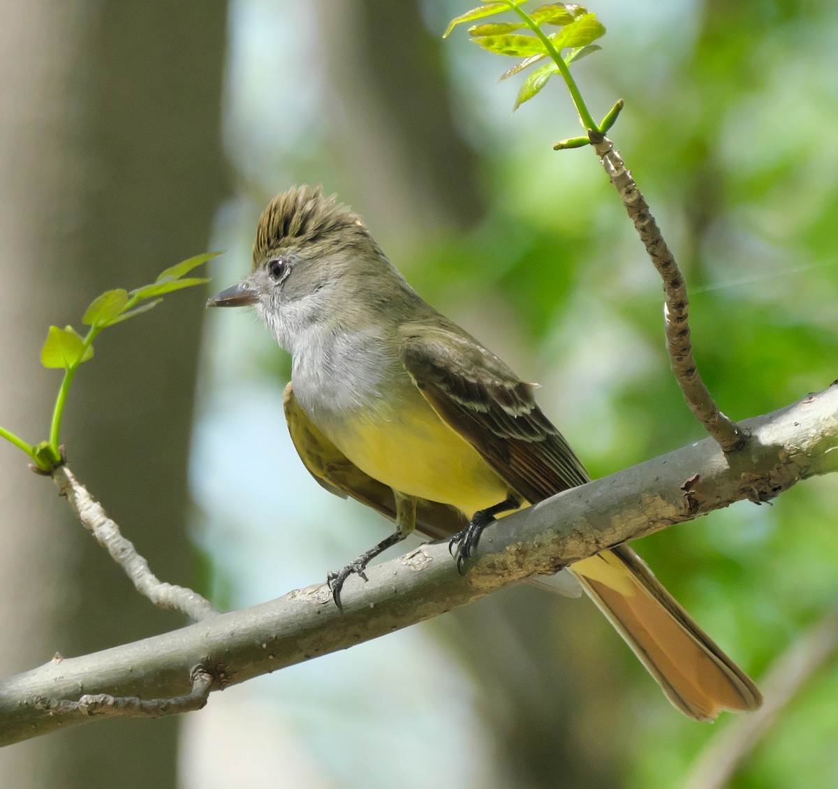 Great Crested Flycatcher - ML448097291