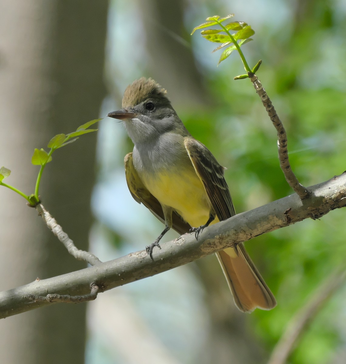 Great Crested Flycatcher - ML448097341