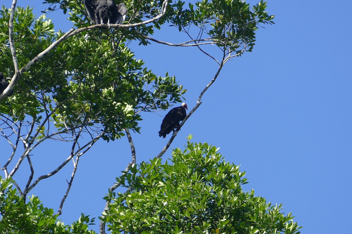Greater Yellow-headed Vulture - ML448104421