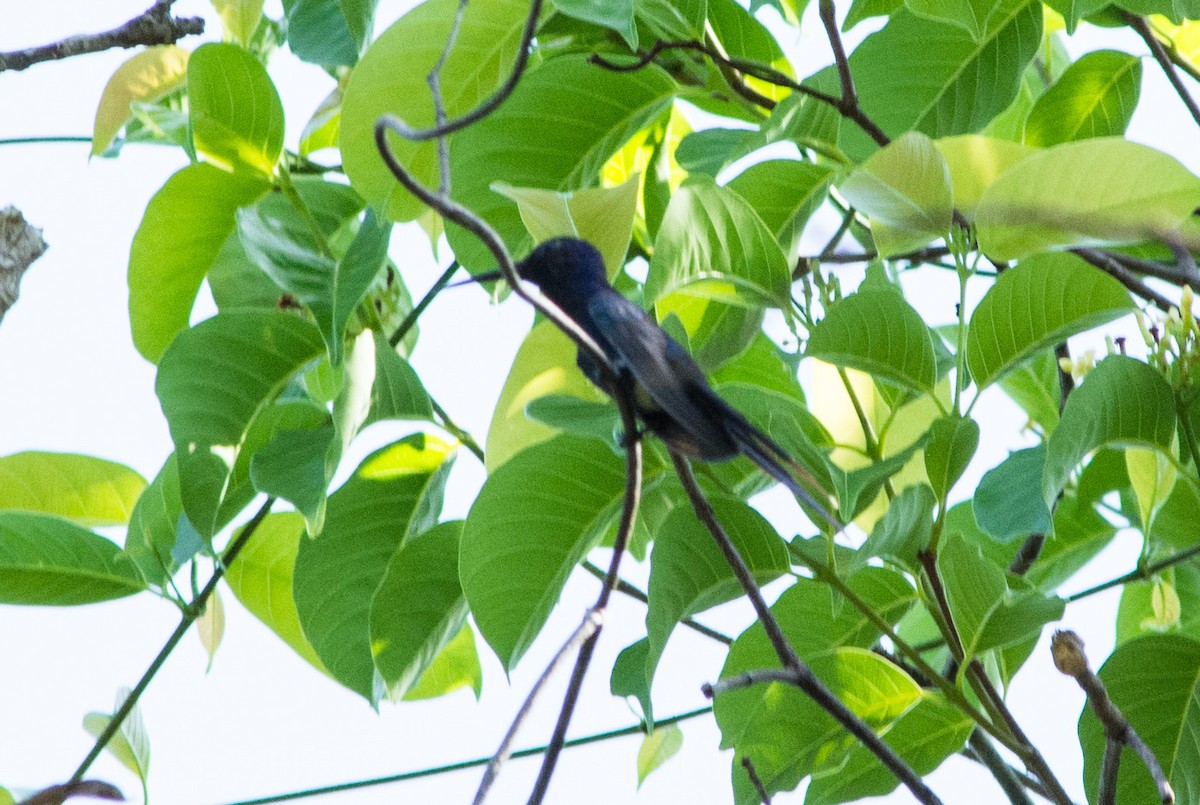 Swallow-tailed Hummingbird - ML448108961