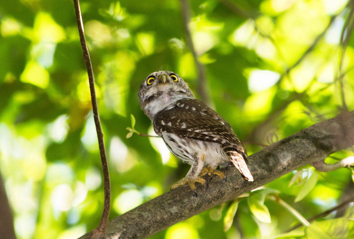 Ferruginous Pygmy-Owl - ML448109131