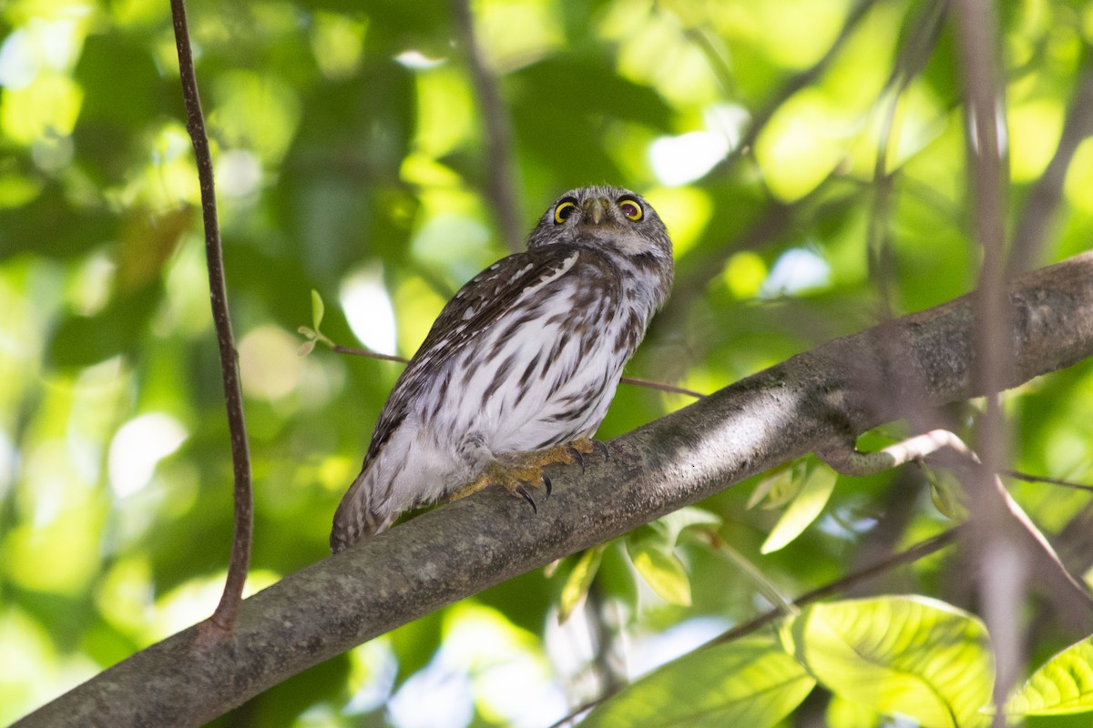 Ferruginous Pygmy-Owl - ML448109151