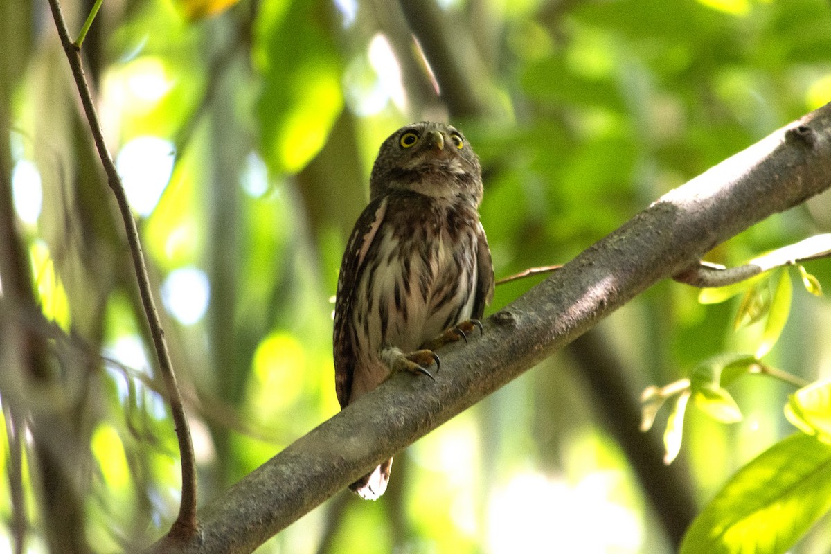 Ferruginous Pygmy-Owl - ML448109161