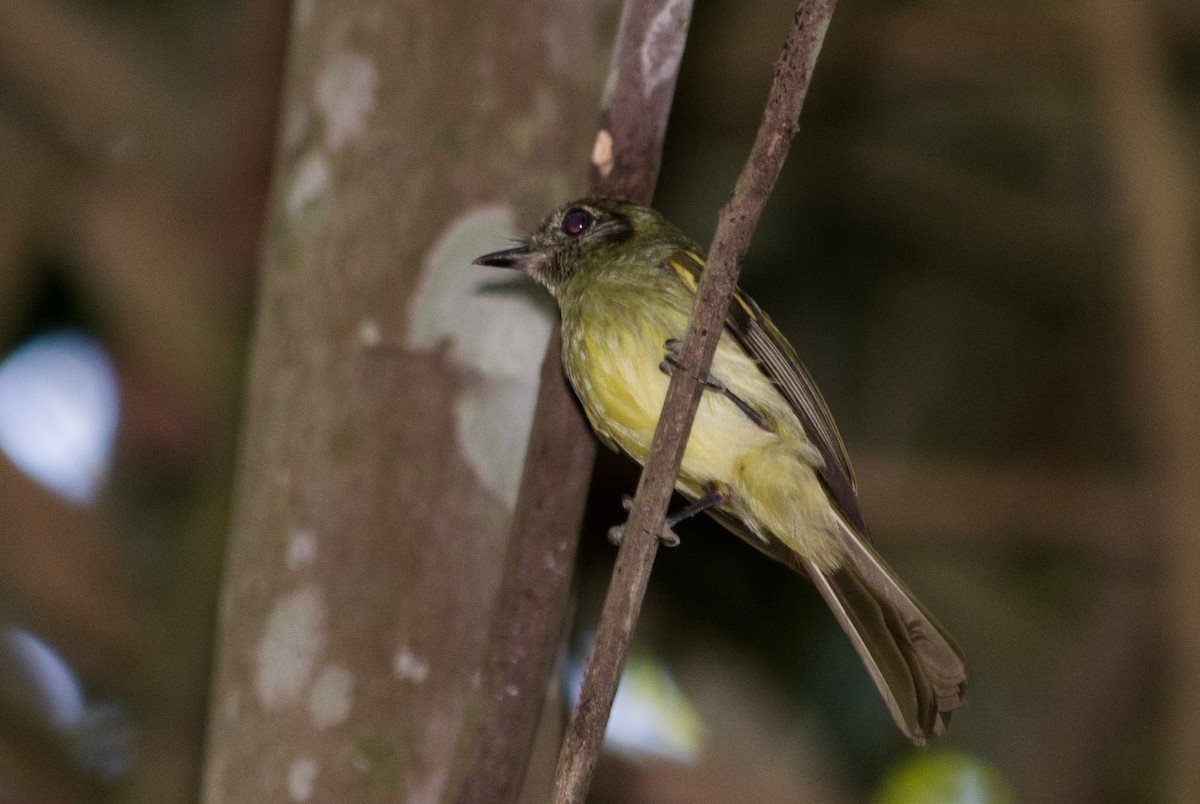 Sepia-capped Flycatcher - ML448110141