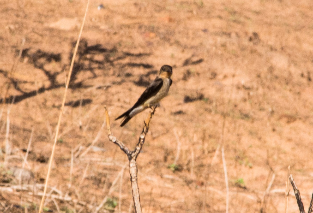 Southern Rough-winged Swallow - Eduardo Vieira 17
