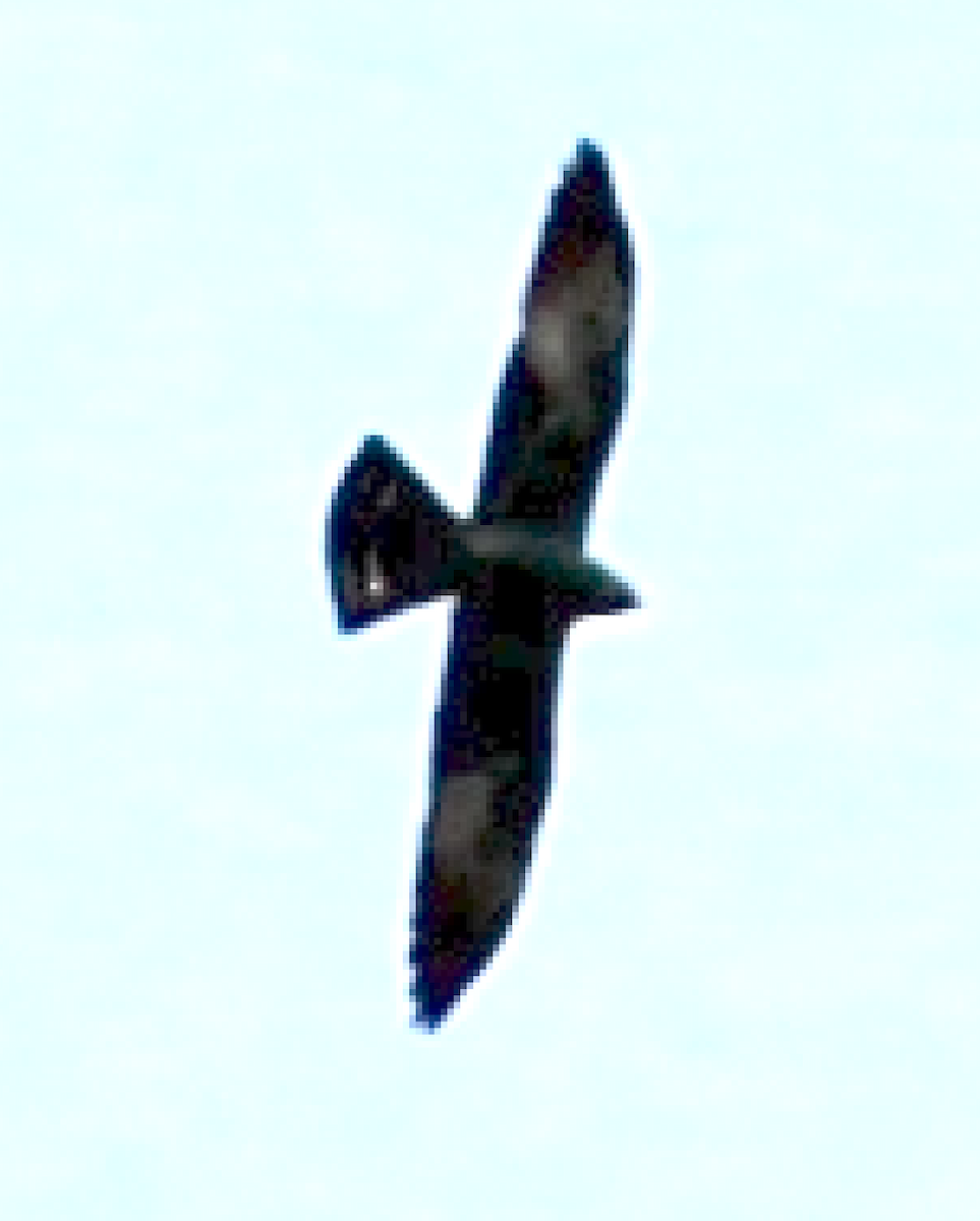 Mississippi Kite - ML448111961