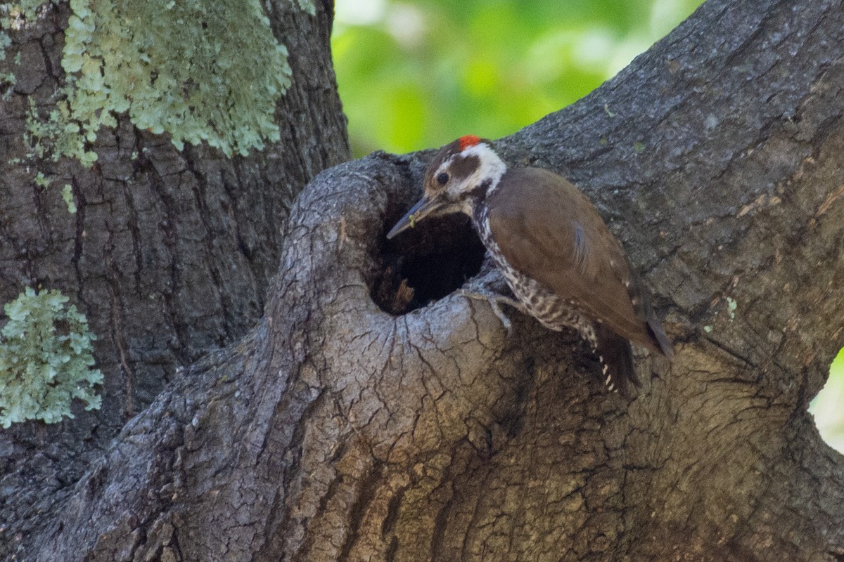 Arizona Woodpecker - ML448113971