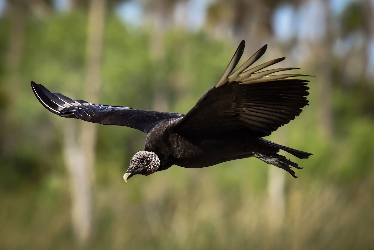Black Vulture - ML448117811
