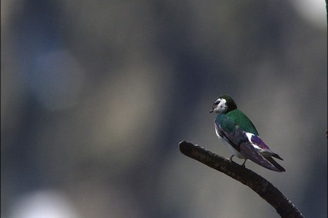 Violet-green Swallow - ML448122