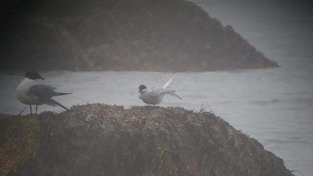 Arctic Tern - ML448122941