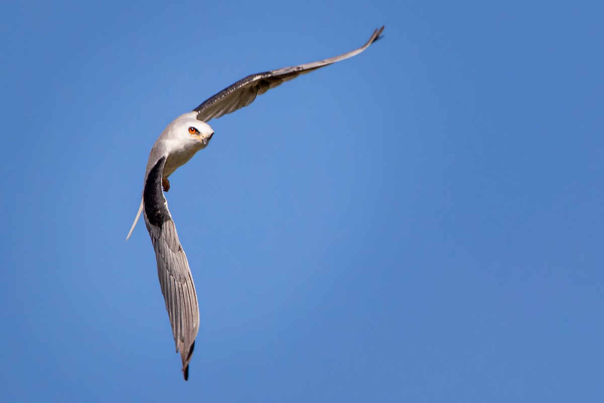 White-tailed Kite - ML448123711