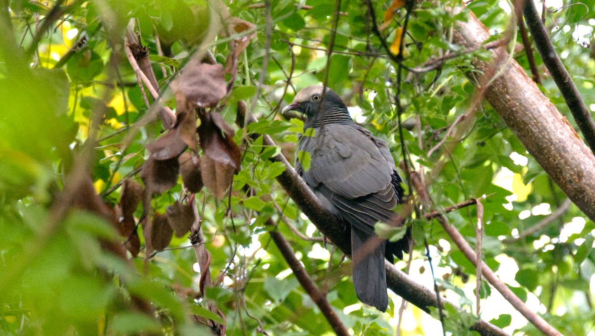 White-crowned Pigeon - ML448126331