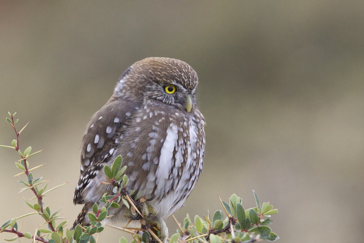 Austral Pygmy-Owl - Juanjo Soto Sanhueza