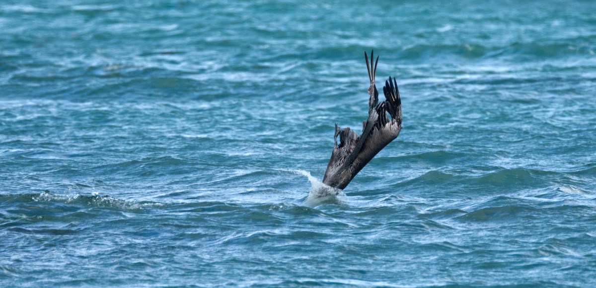 pelikán hnědý - ML448128041