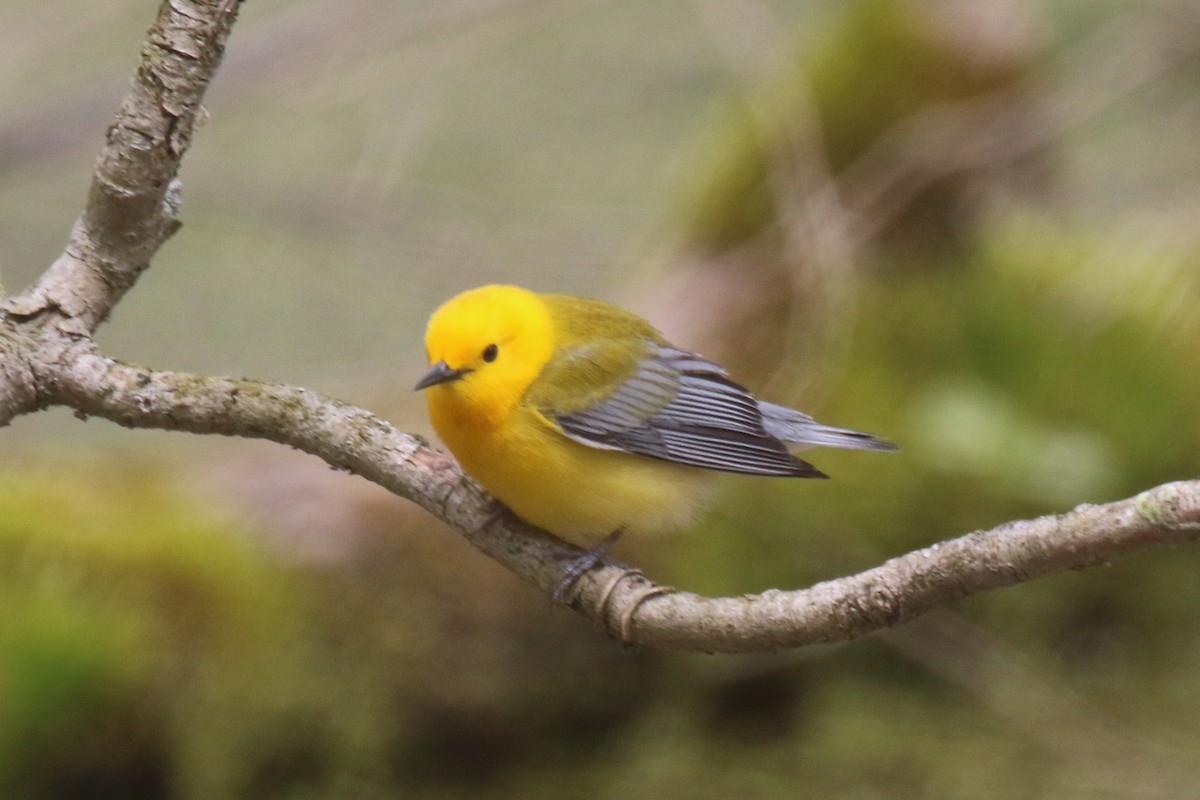 Prothonotary Warbler - ML448140311