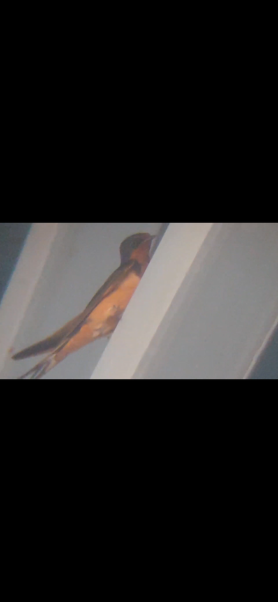 Barn Swallow - Emerson Lisboa