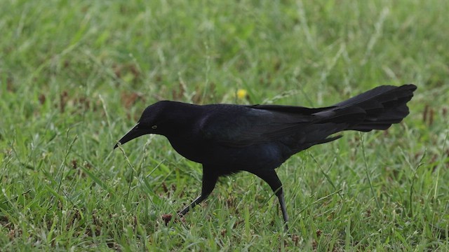 Great-tailed Grackle (Great-tailed) - ML448147811