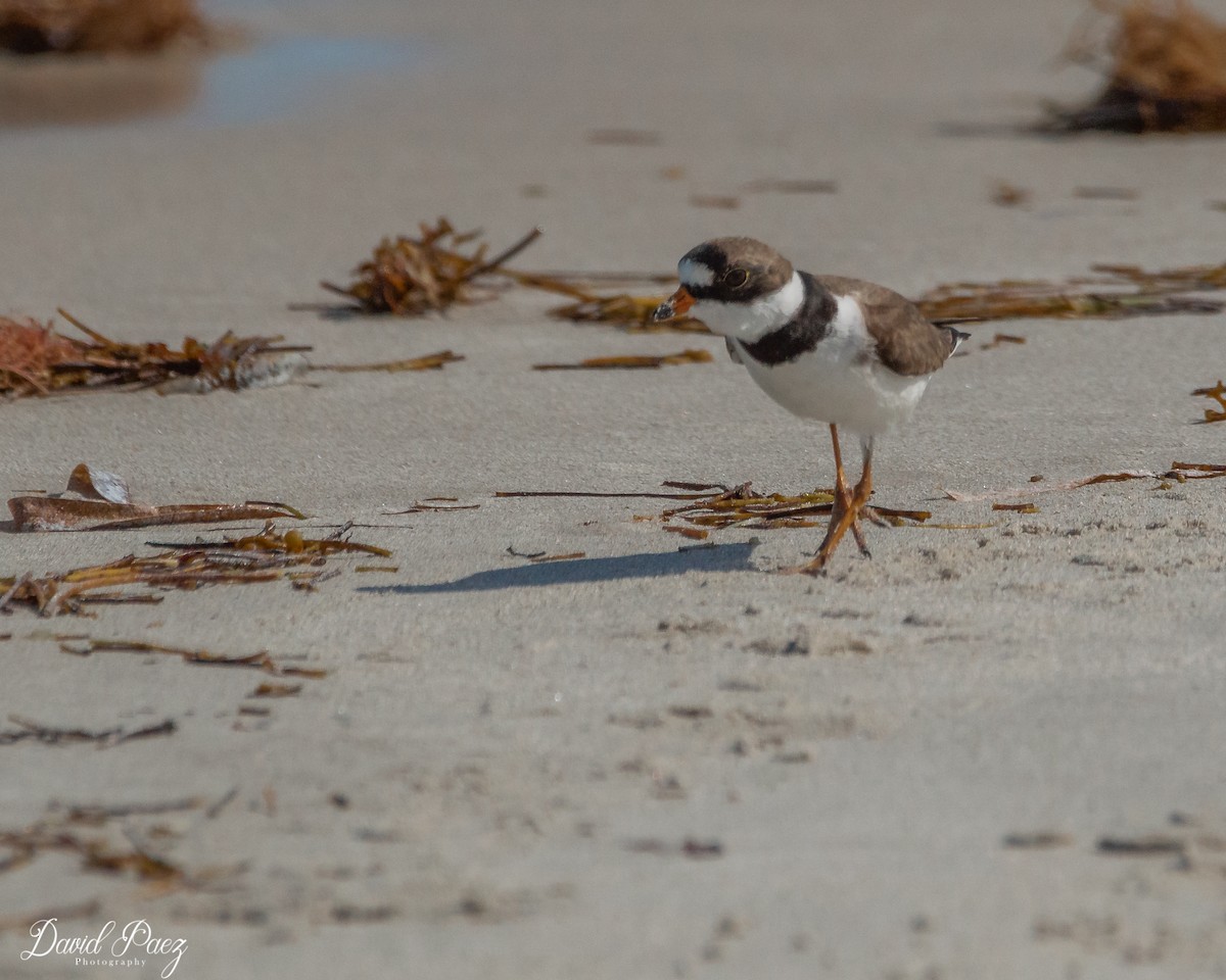 Semipalmated Plover - ML448155951