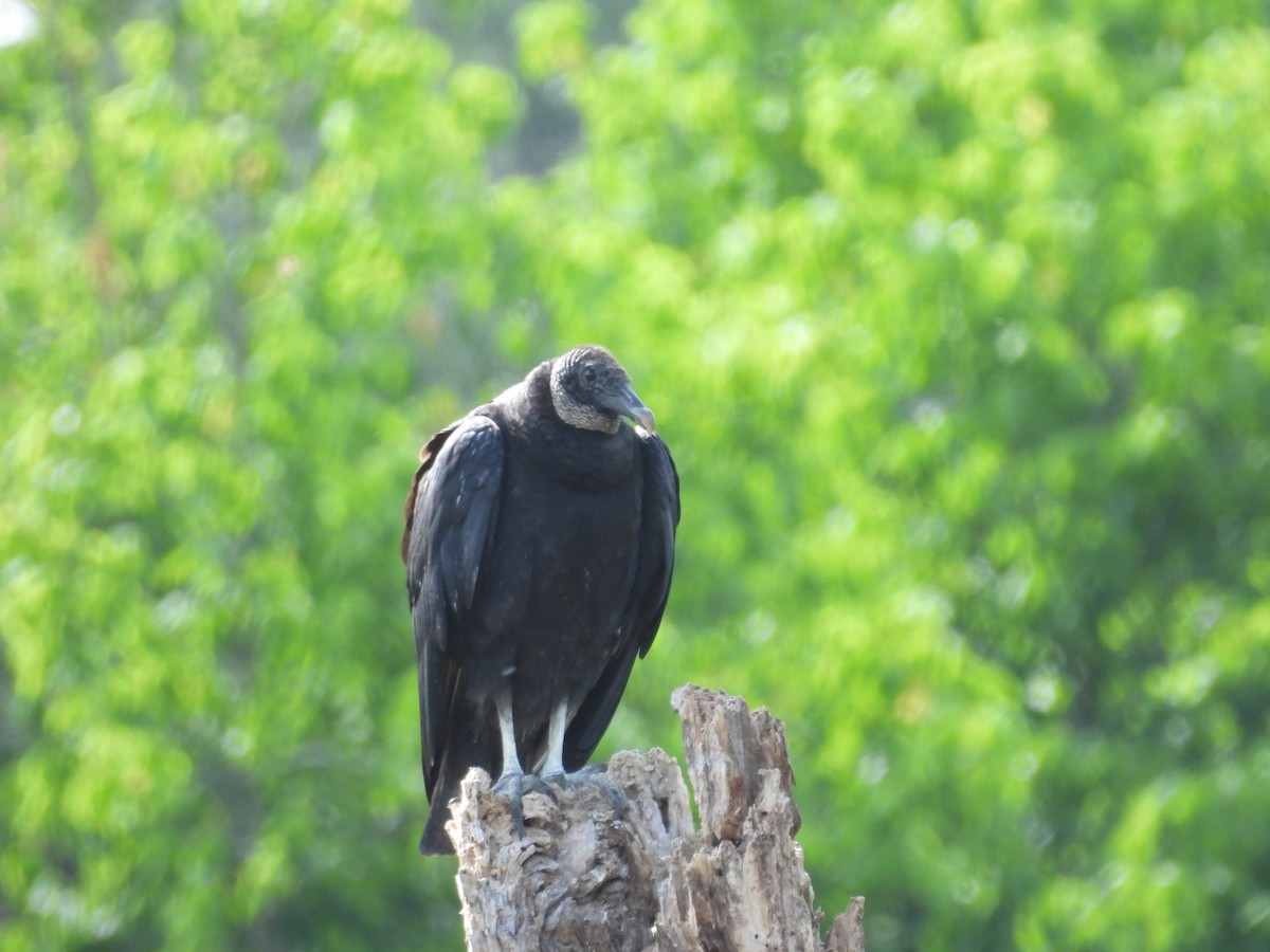 Black Vulture - ML448158101