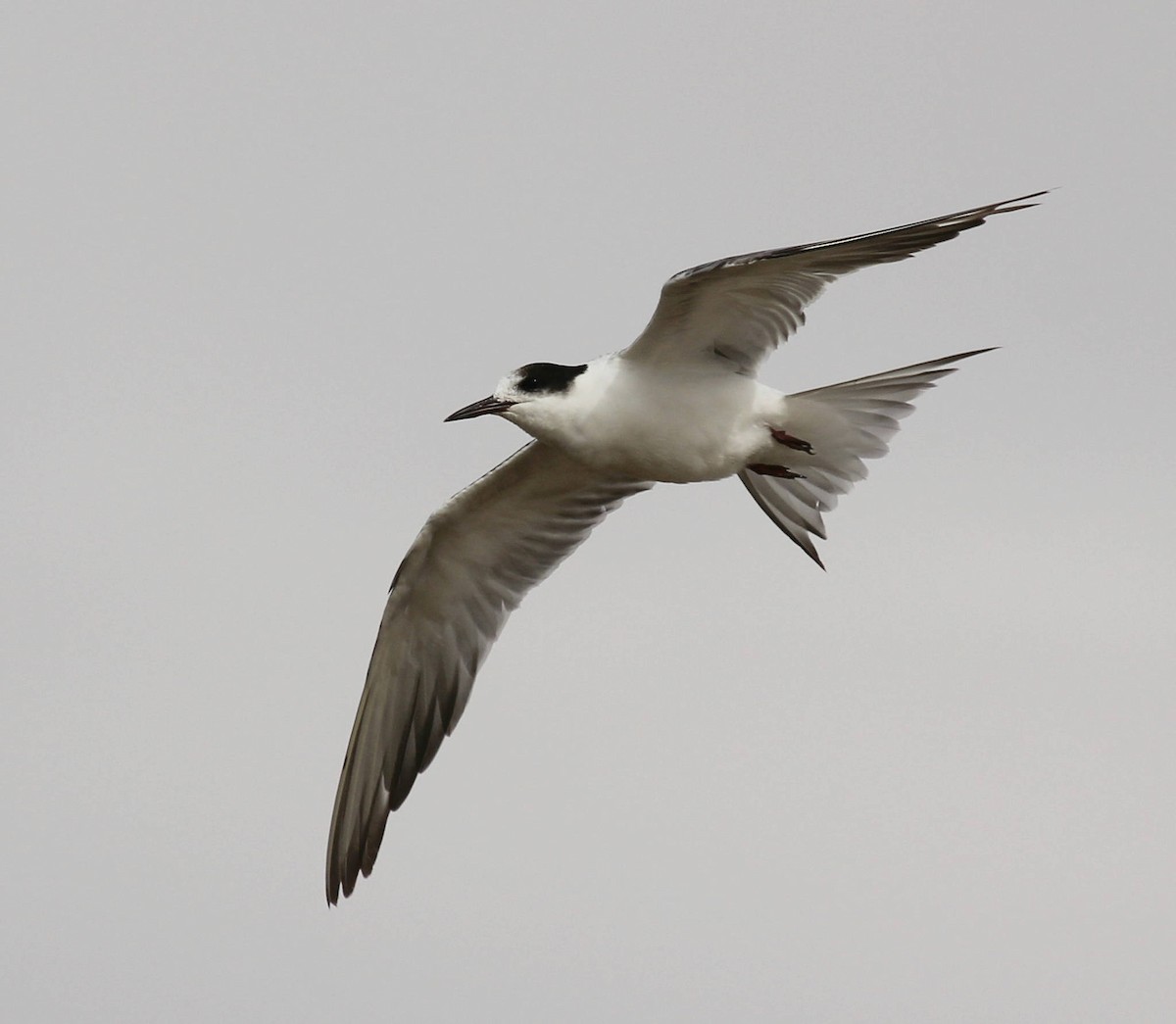 Common Tern - ML44816681