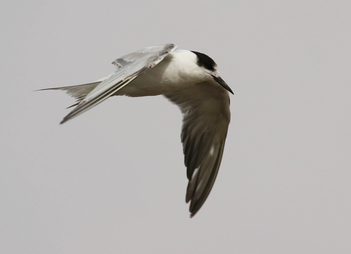Common Tern - ML44816701