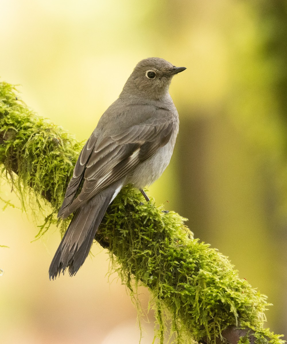 Townsend's Solitaire - ML448168951