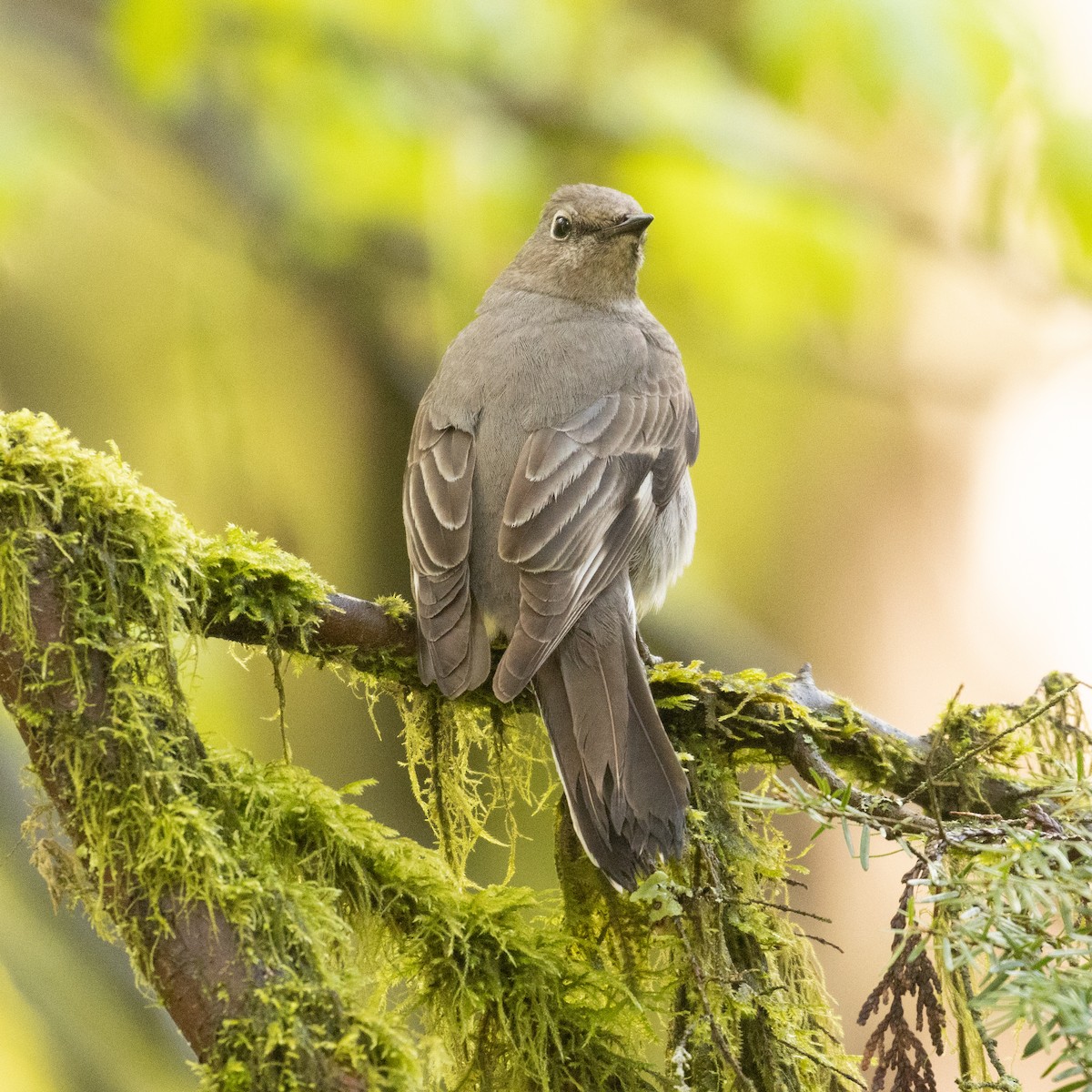 Townsend's Solitaire - ML448168981